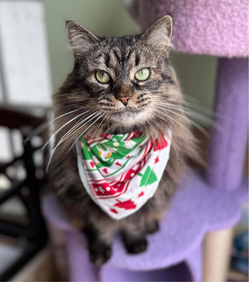 Cat christmas bandana hotsell